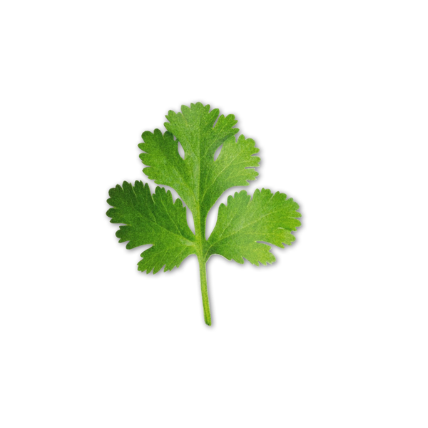 Spice Leaf Sticker